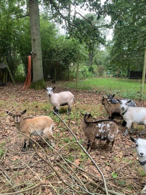 Maisonnette En Clairiere De Foret Gambais Bagian luar foto