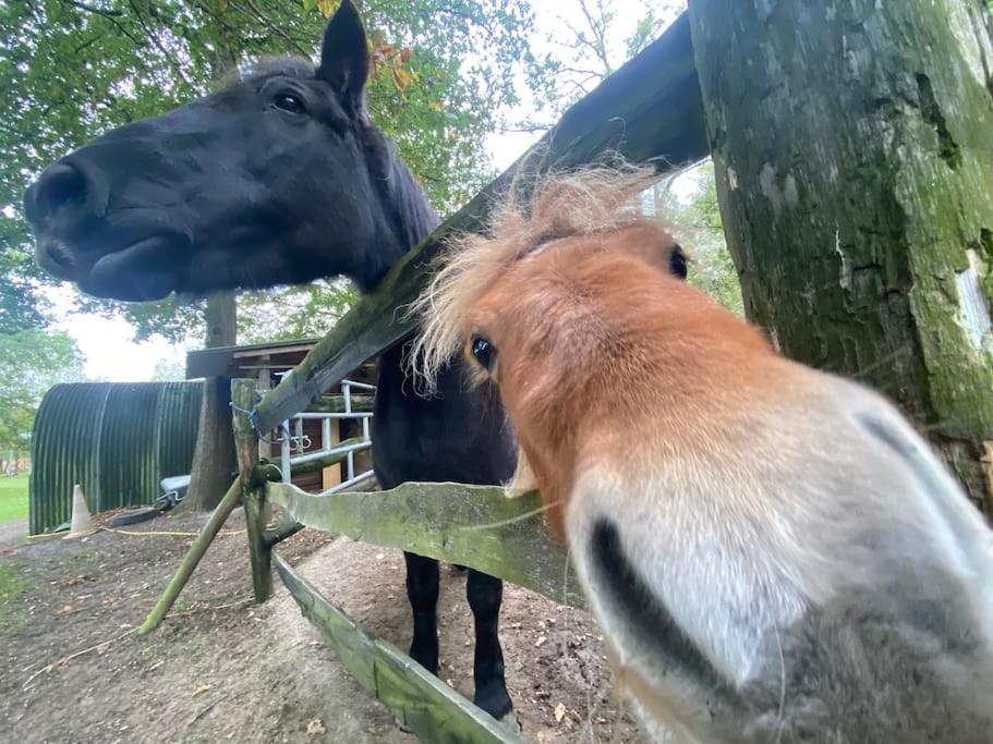Maisonnette En Clairiere De Foret Gambais Bagian luar foto