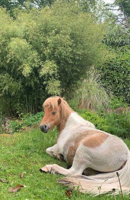 Maisonnette En Clairiere De Foret Gambais Bagian luar foto